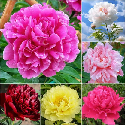 Beautiful Peony Flower Seeds - For Your Garden 🌸(Pack of 200 Seeds) 🌸