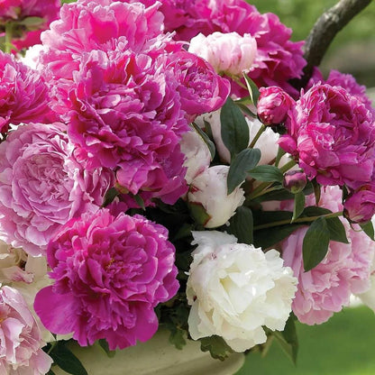 Beautiful Peony Flower Seeds - For Your Garden 🌸(Pack of 200 Seeds) 🌸