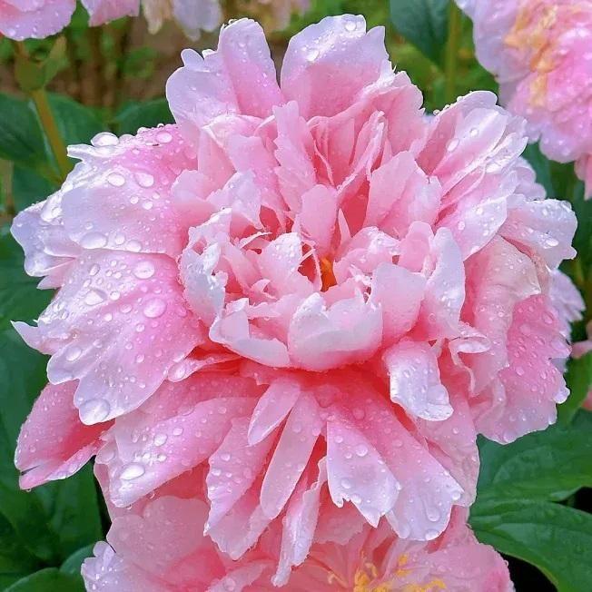 Beautiful Peony Flower Seeds - For Your Garden 🌸(Pack of 200 Seeds) 🌸