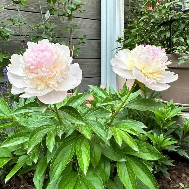 Beautiful Peony Flower Seeds - For Your Garden 🌸(Pack of 200 Seeds) 🌸